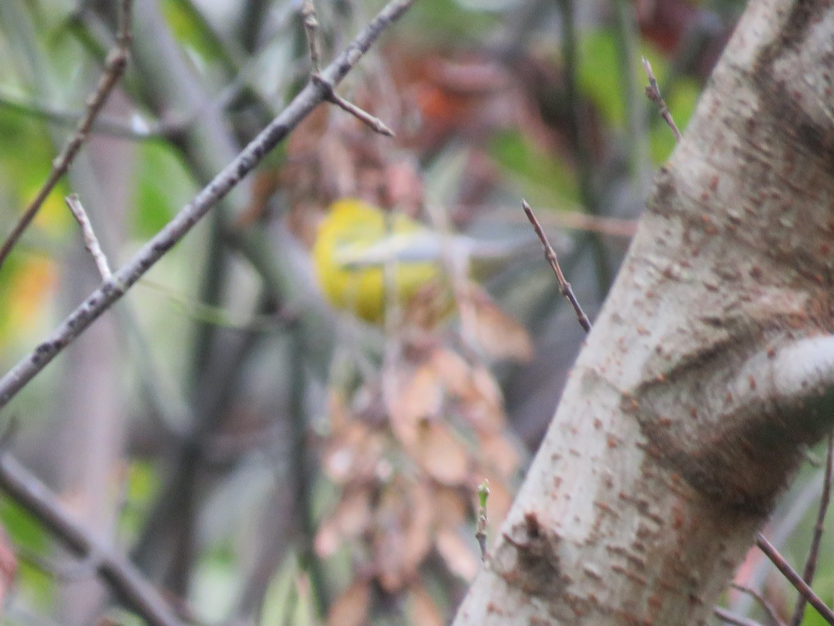 Brewster's Warbler (hybrid) - ML642739559