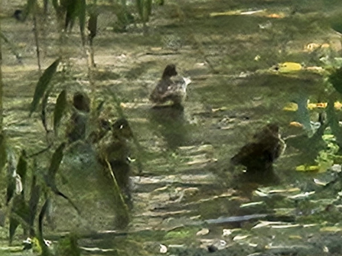 House Sparrow - ML642739565