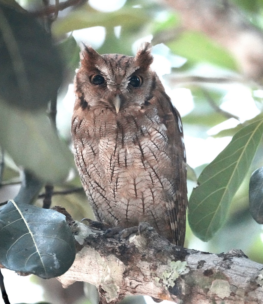 Tropical Screech-Owl - ML642739568