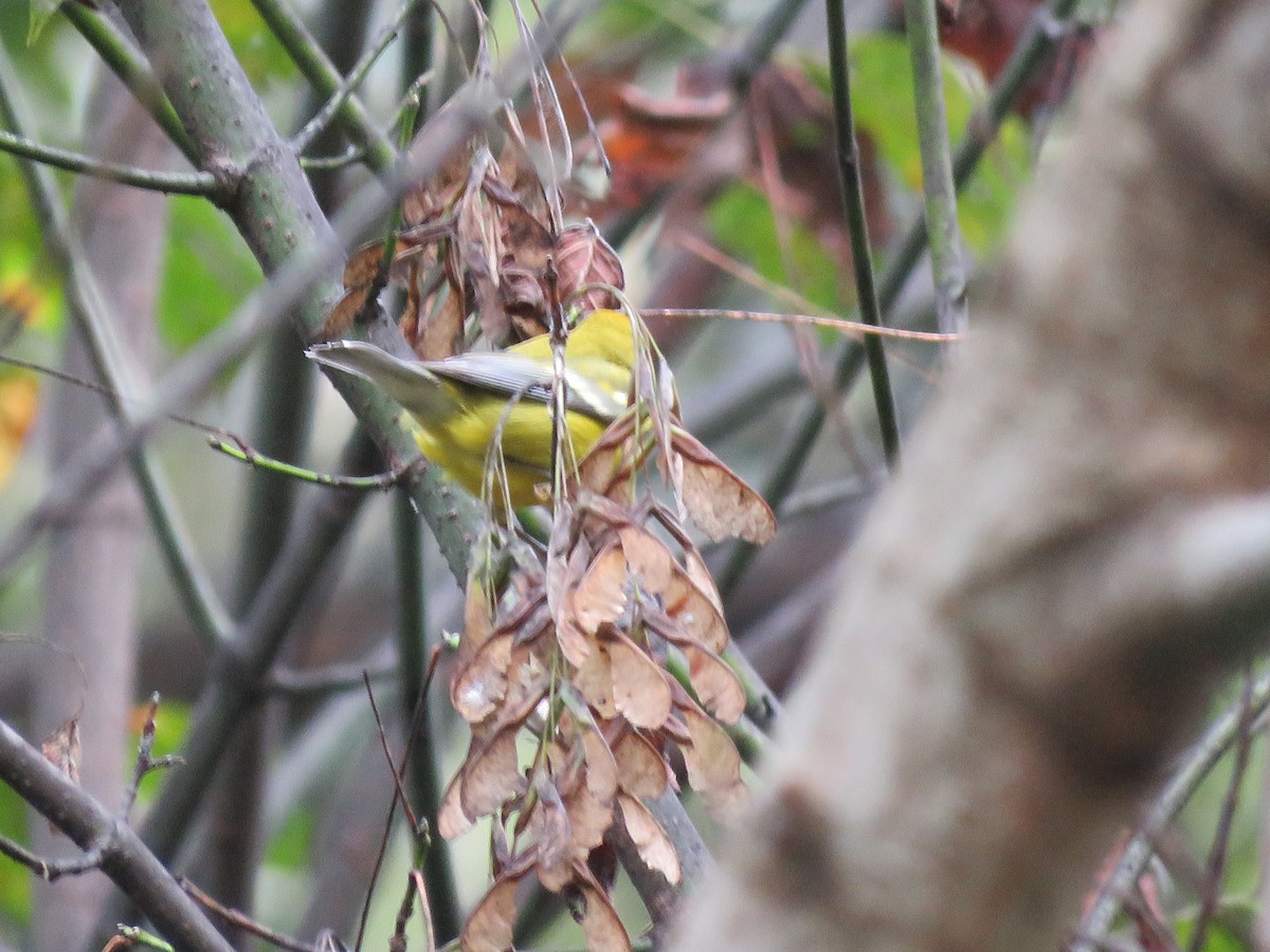Brewster's Warbler (hybrid) - ML642739569