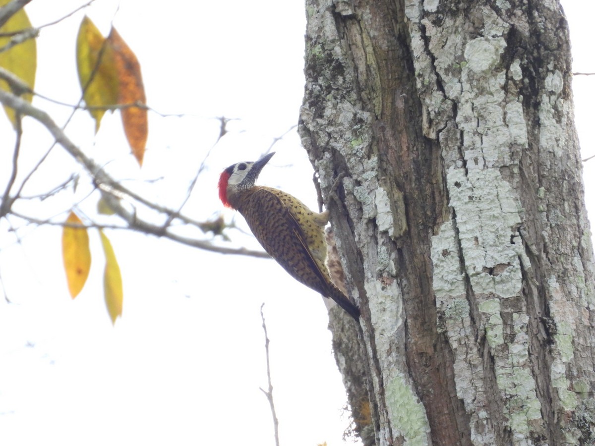 Spot-breasted Woodpecker - ML642739571