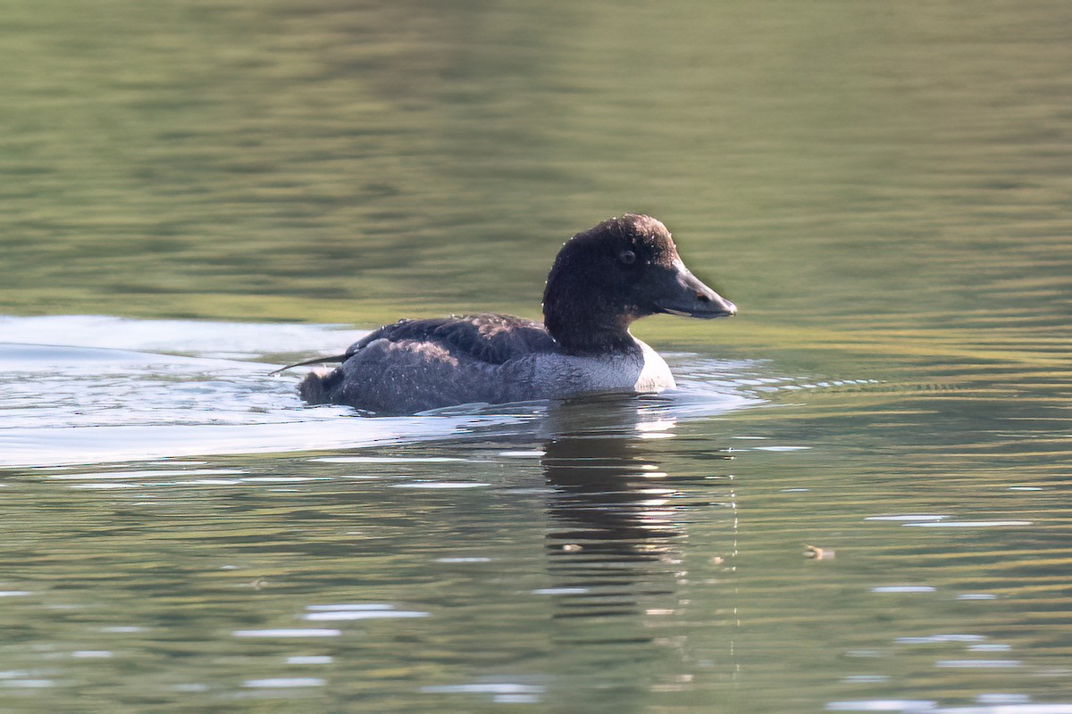 Barrow's Goldeneye - ML642739576