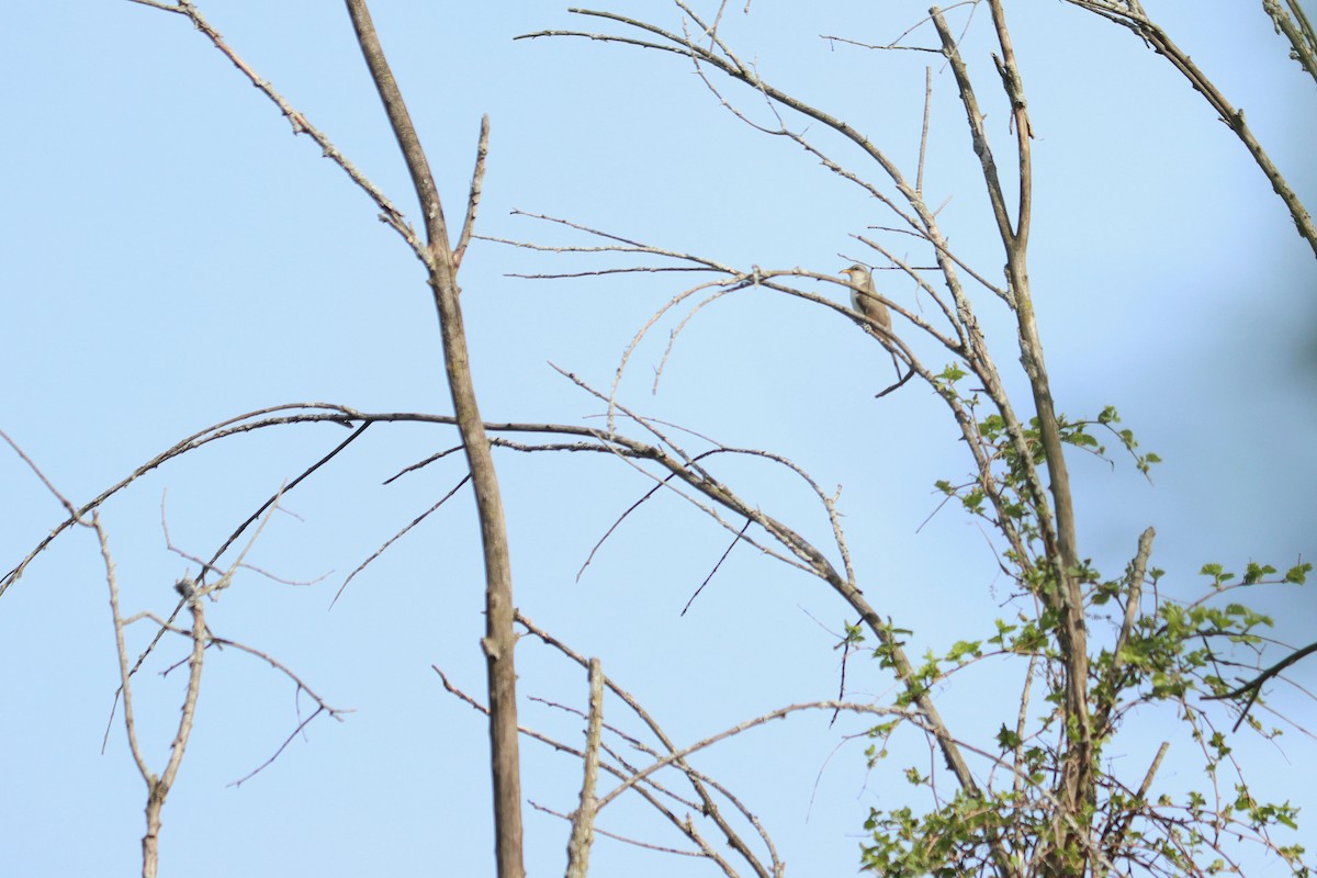 Yellow-billed Cuckoo - ML642739591