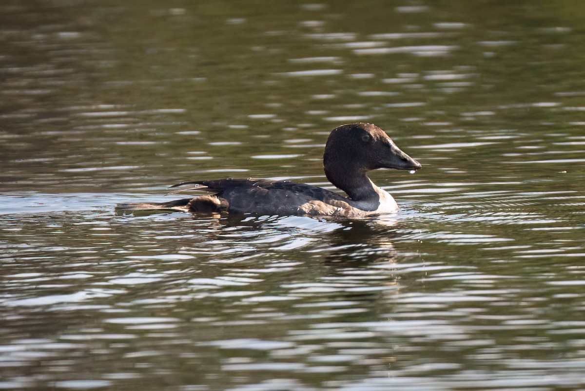 Barrow's Goldeneye - ML642739592