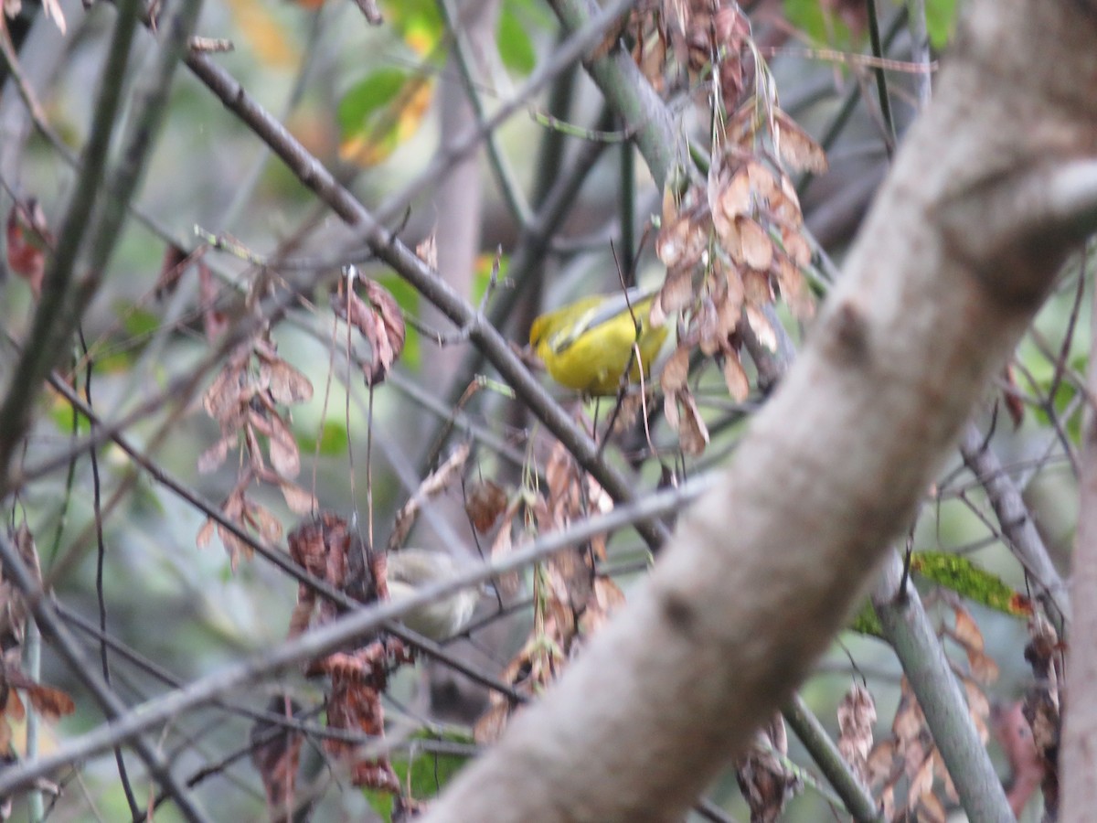 Brewster's Warbler (hybrid) - ML642739602