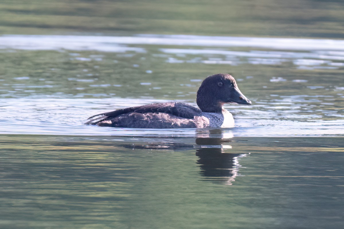 Barrow's Goldeneye - ML642739603