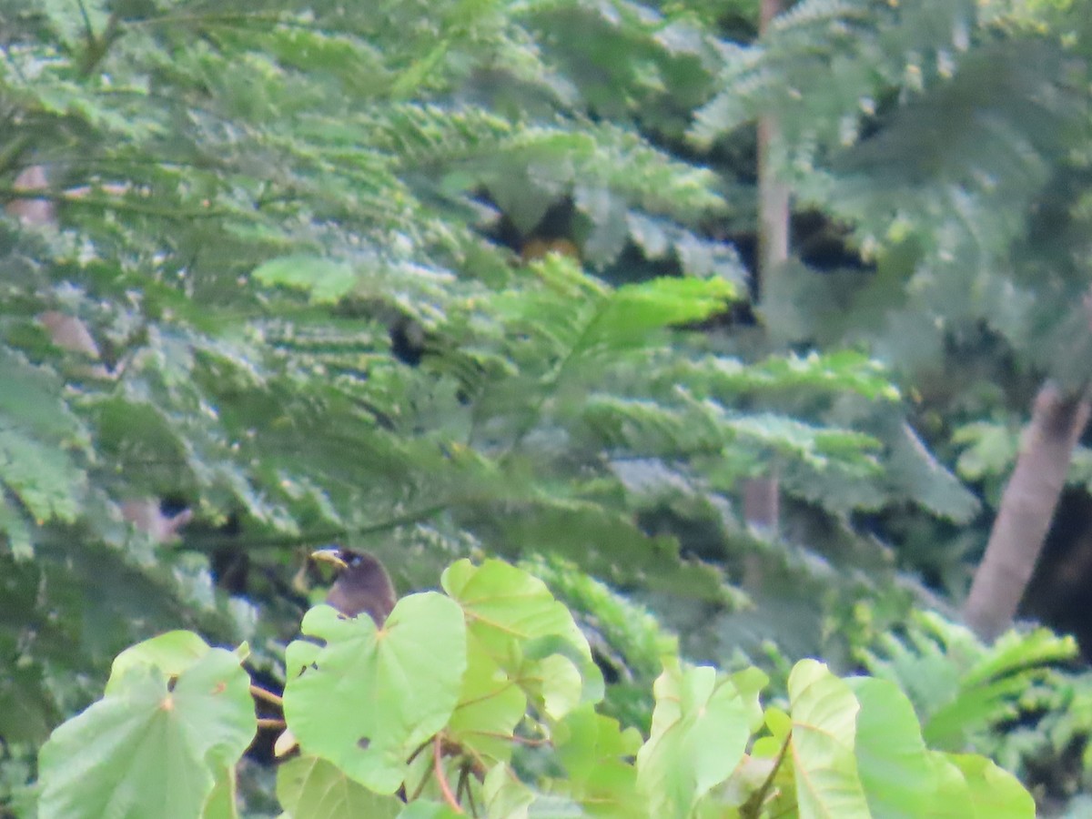 Brown Jay - ML642739606