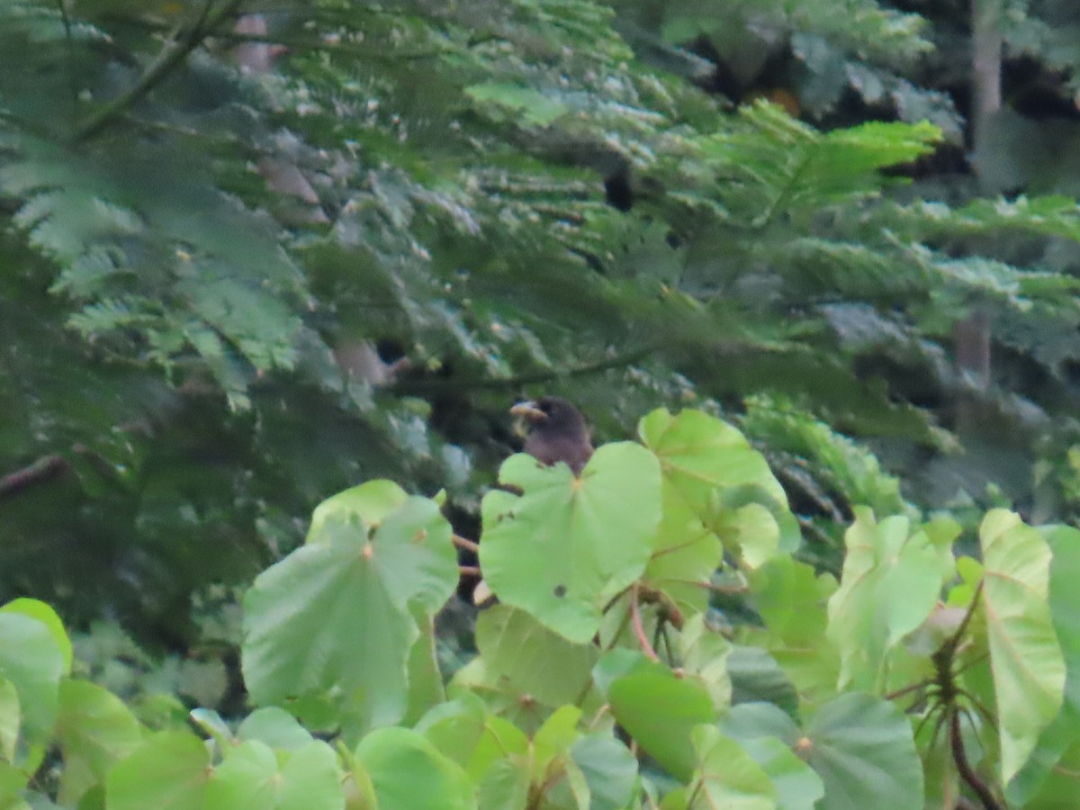 Brown Jay - ML642739607