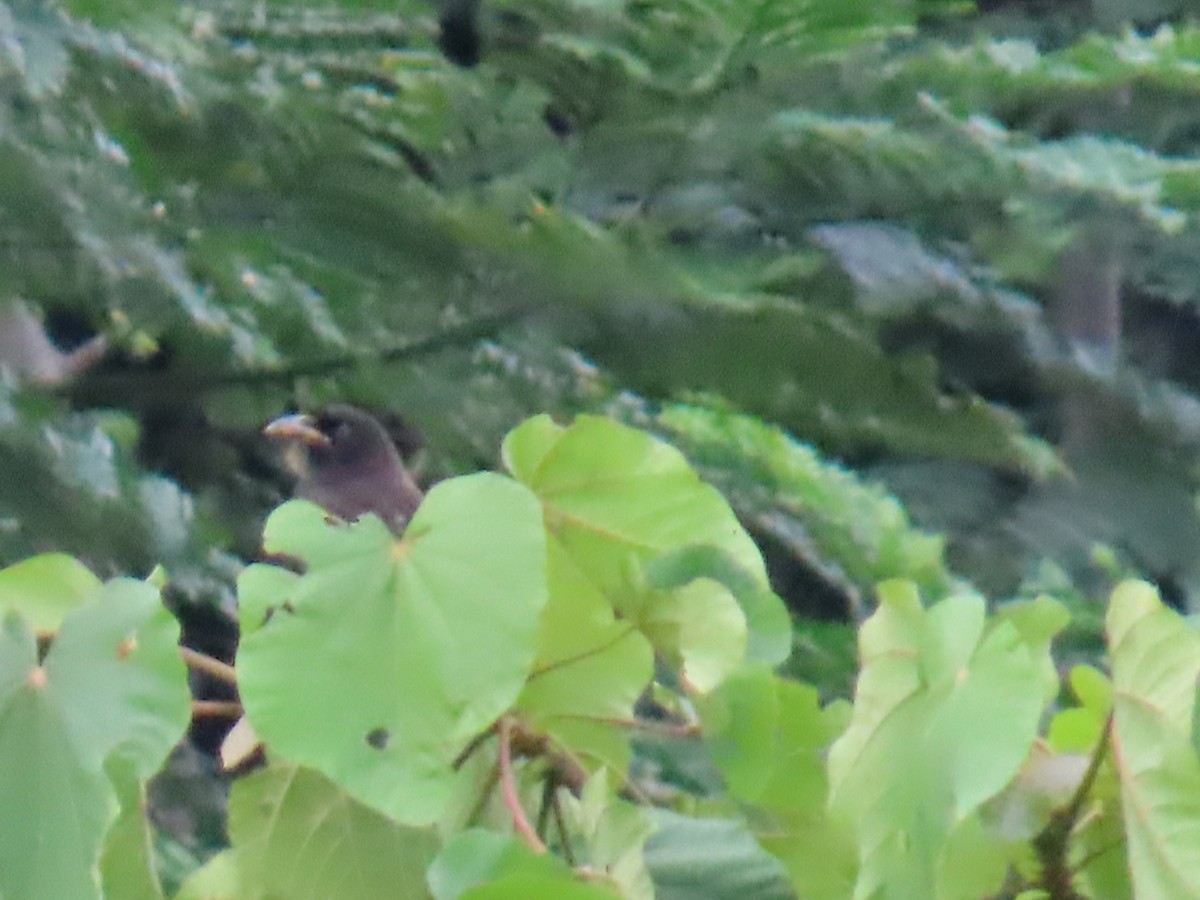 Brown Jay - ML642739609