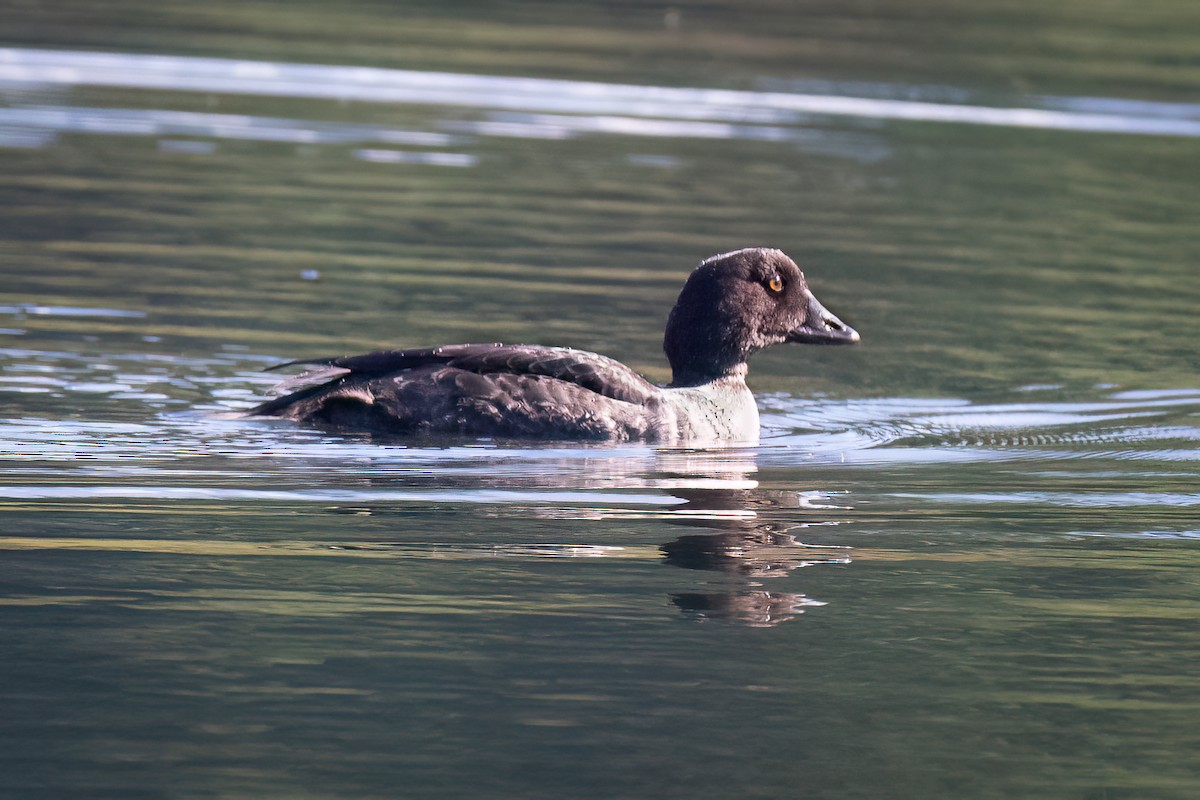 Barrow's Goldeneye - ML642739612