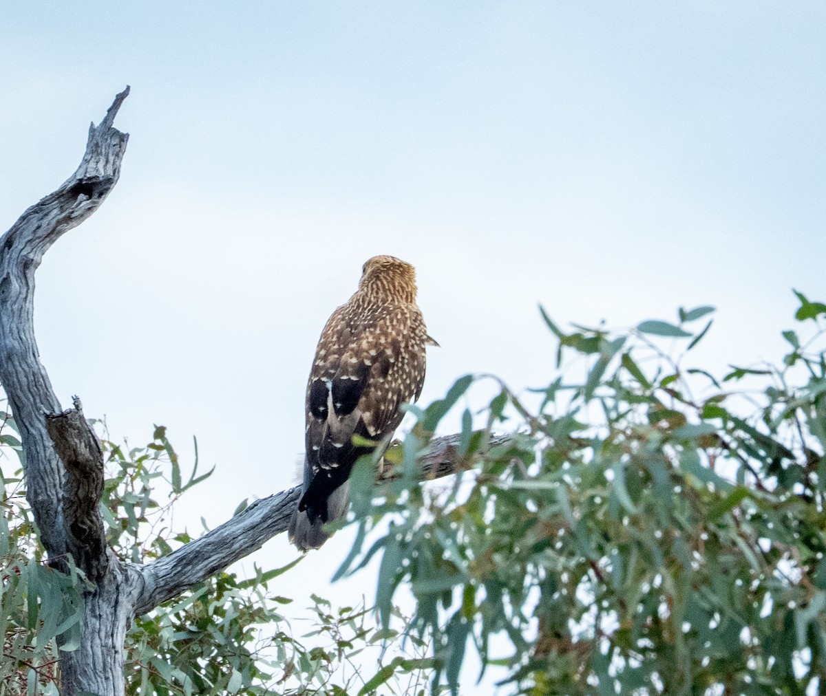 Whistling Kite - ML642739613