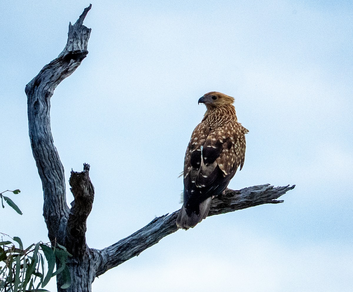 Whistling Kite - ML642739614