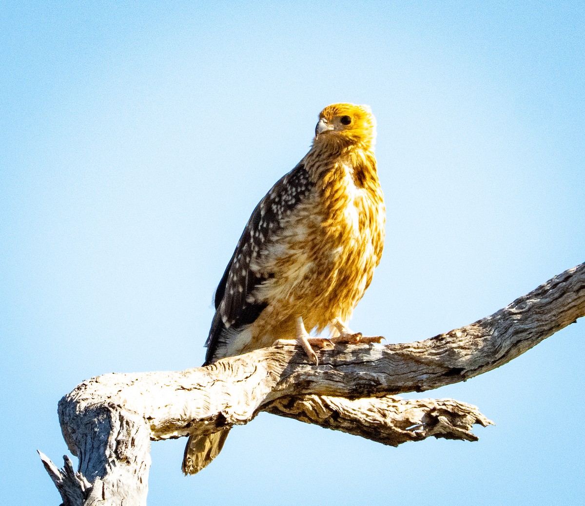 Whistling Kite - ML642739615