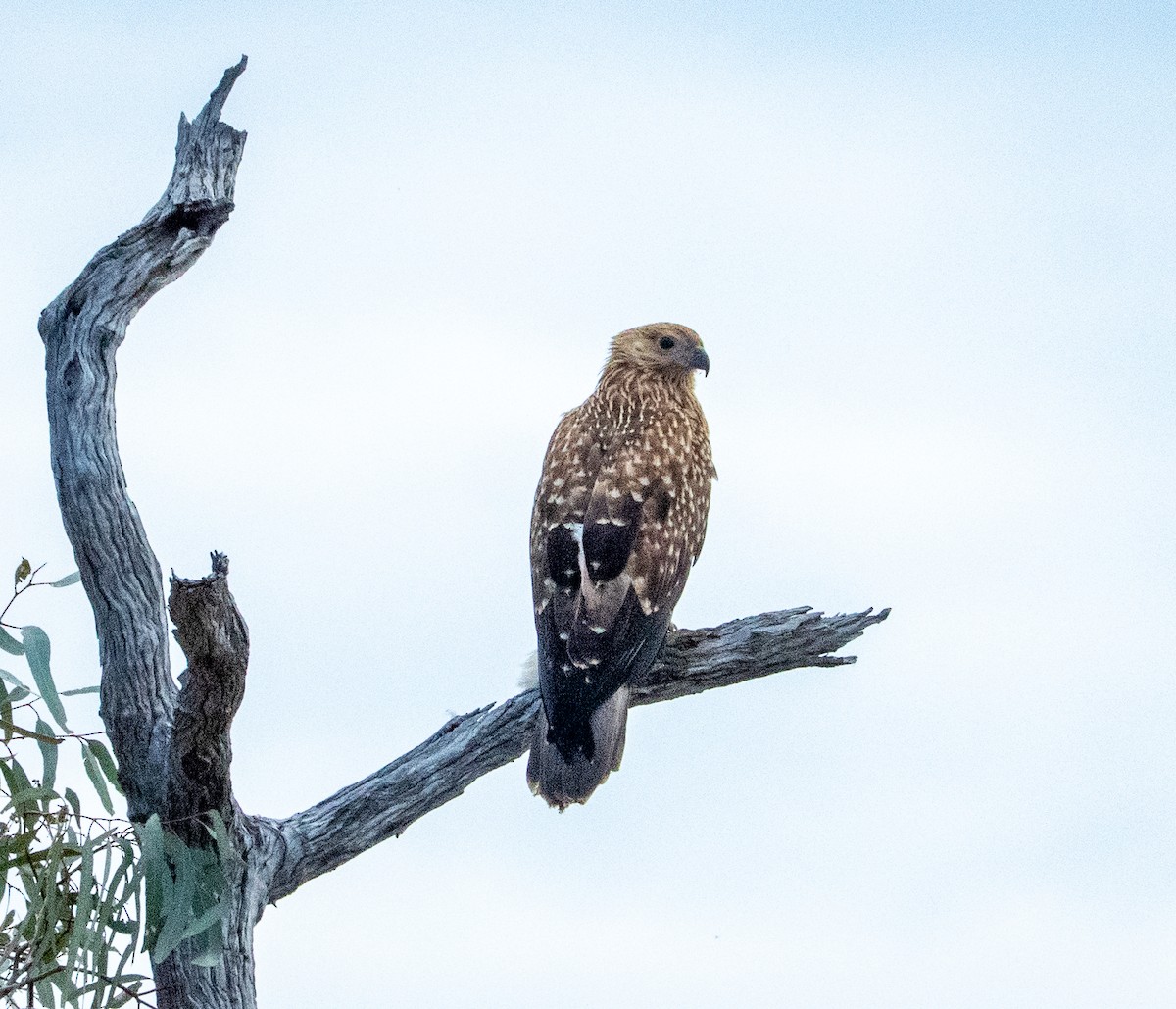 Whistling Kite - ML642739616