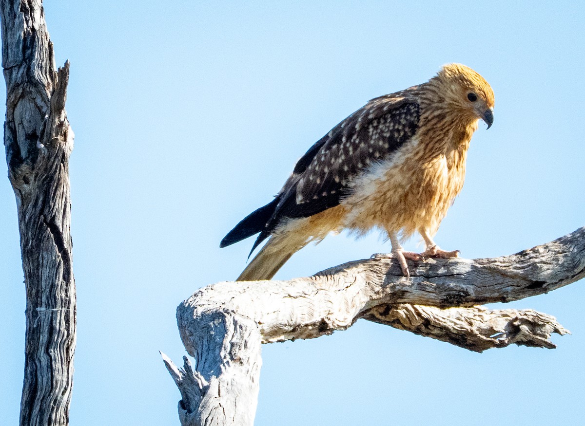 Whistling Kite - ML642739618