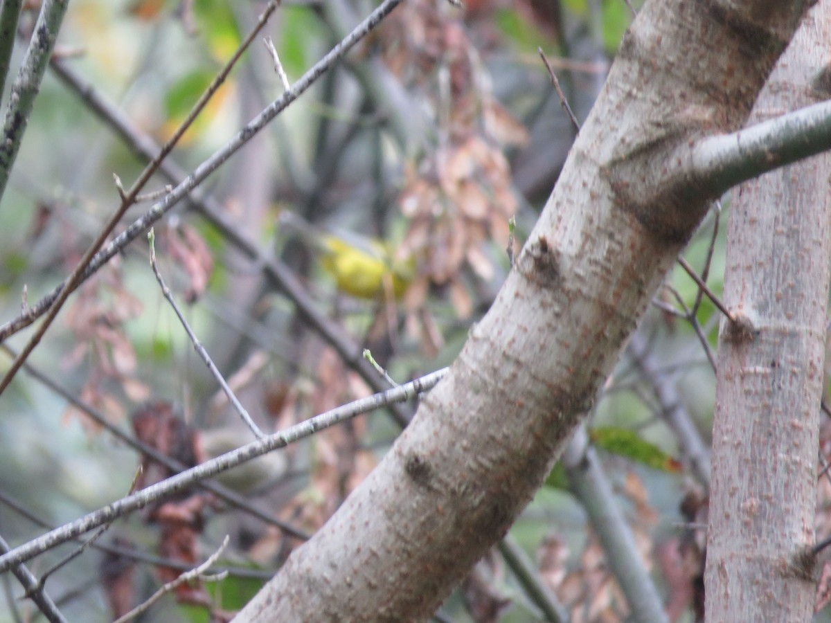 Brewster's Warbler (hybrid) - ML642739632