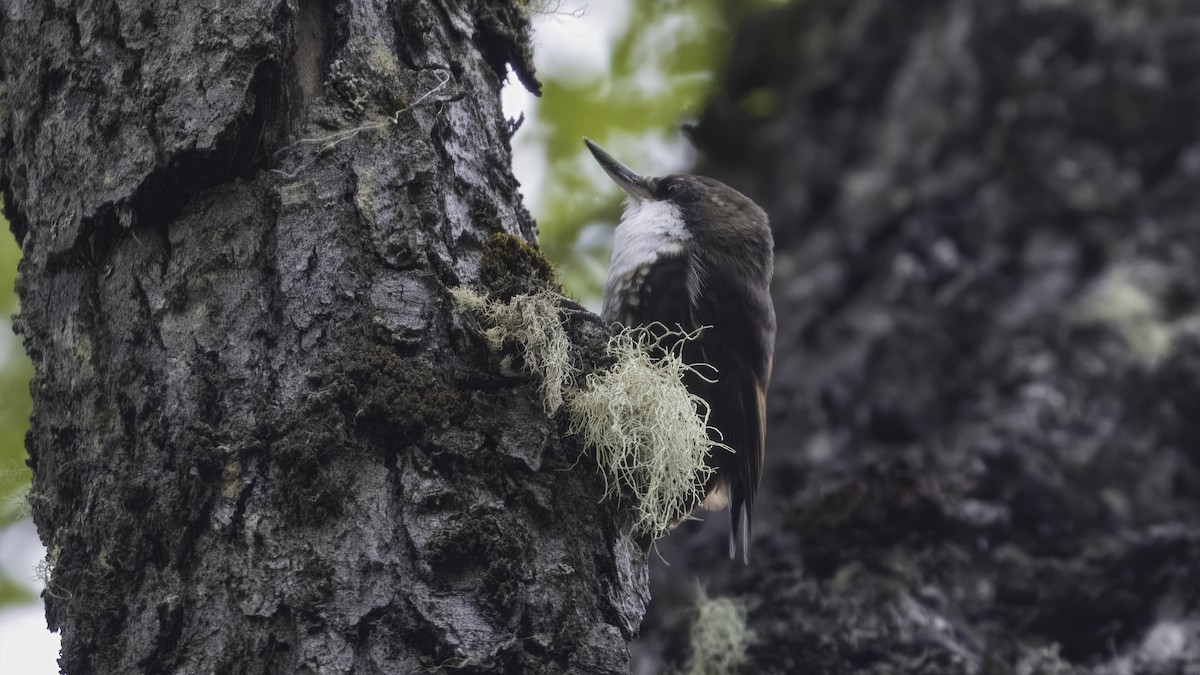 White-throated Treerunner - ML642739643