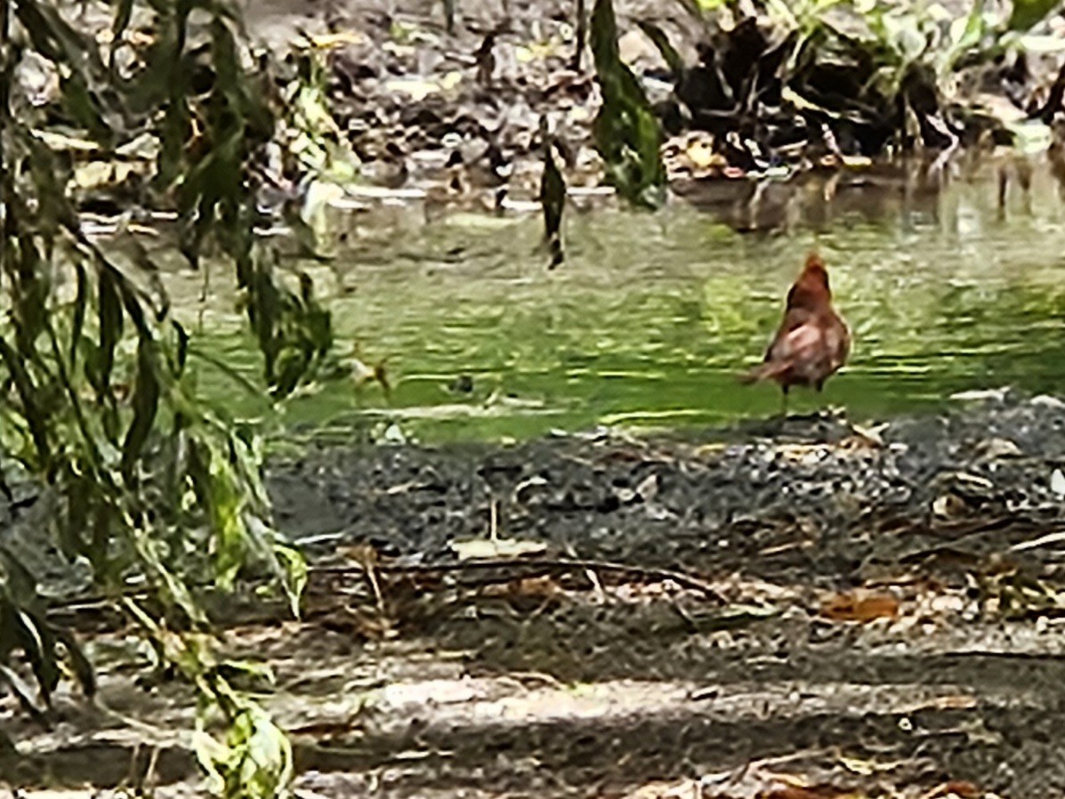Northern Cardinal - ML642739645