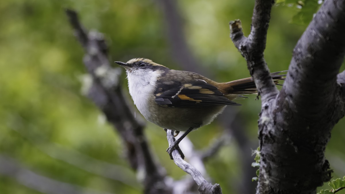 Thorn-tailed Rayadito - ML642739661