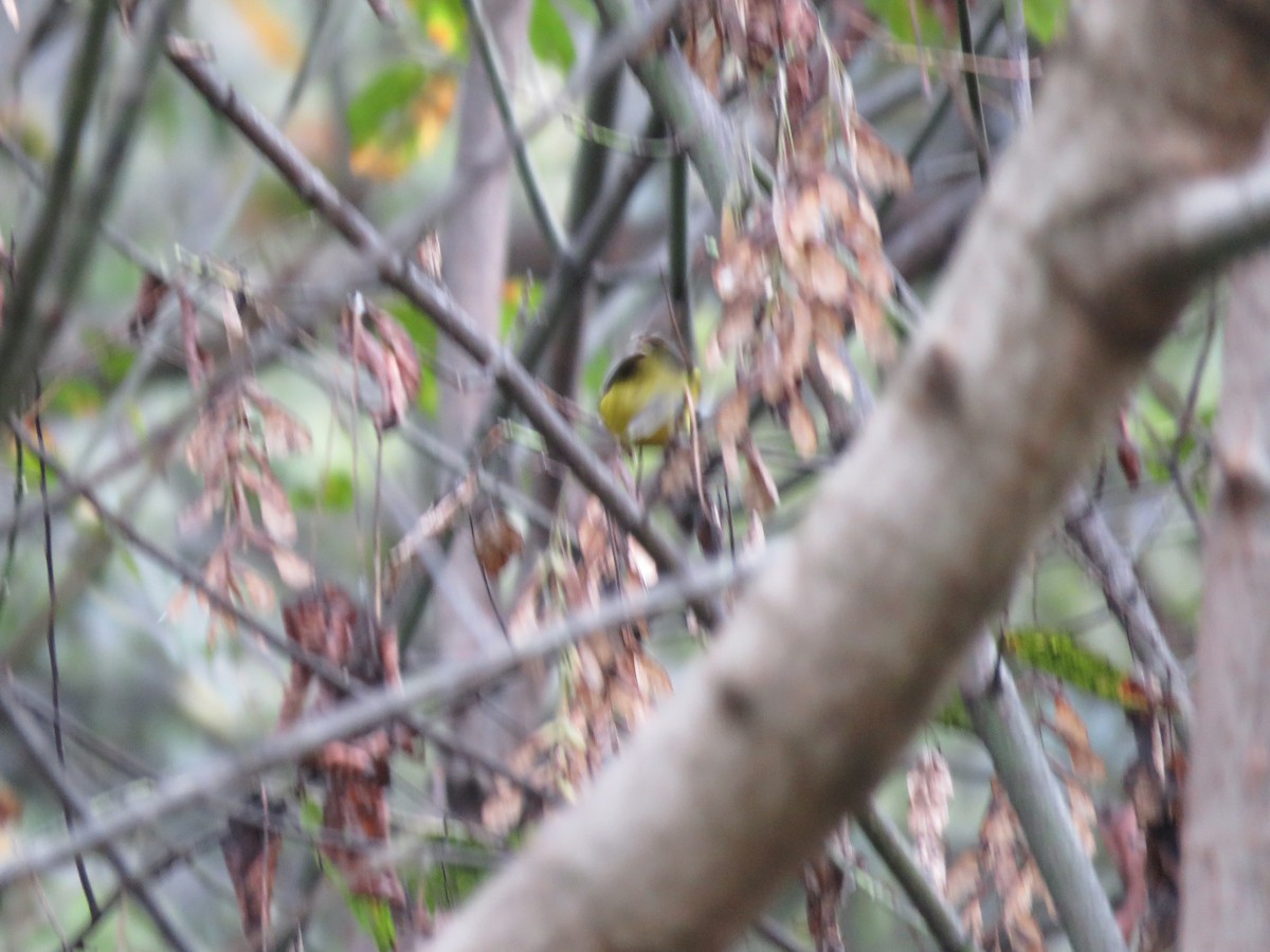 Brewster's Warbler (hybrid) - ML642739674