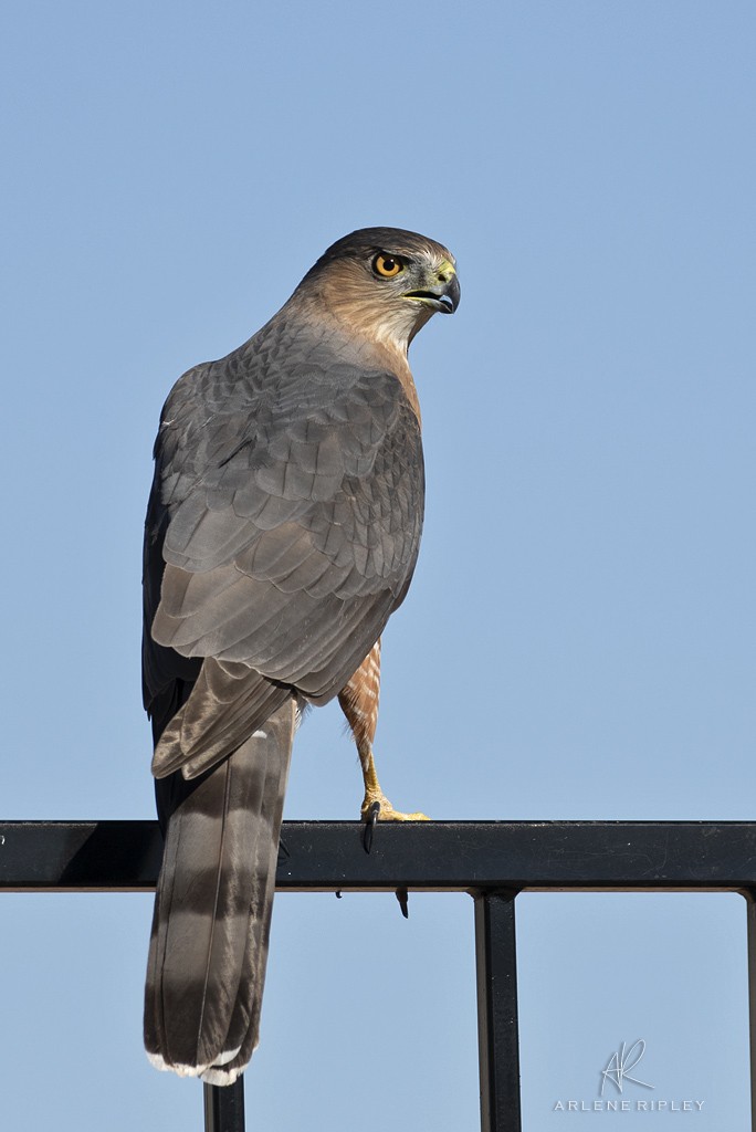 Cooper's Hawk - ML642739677