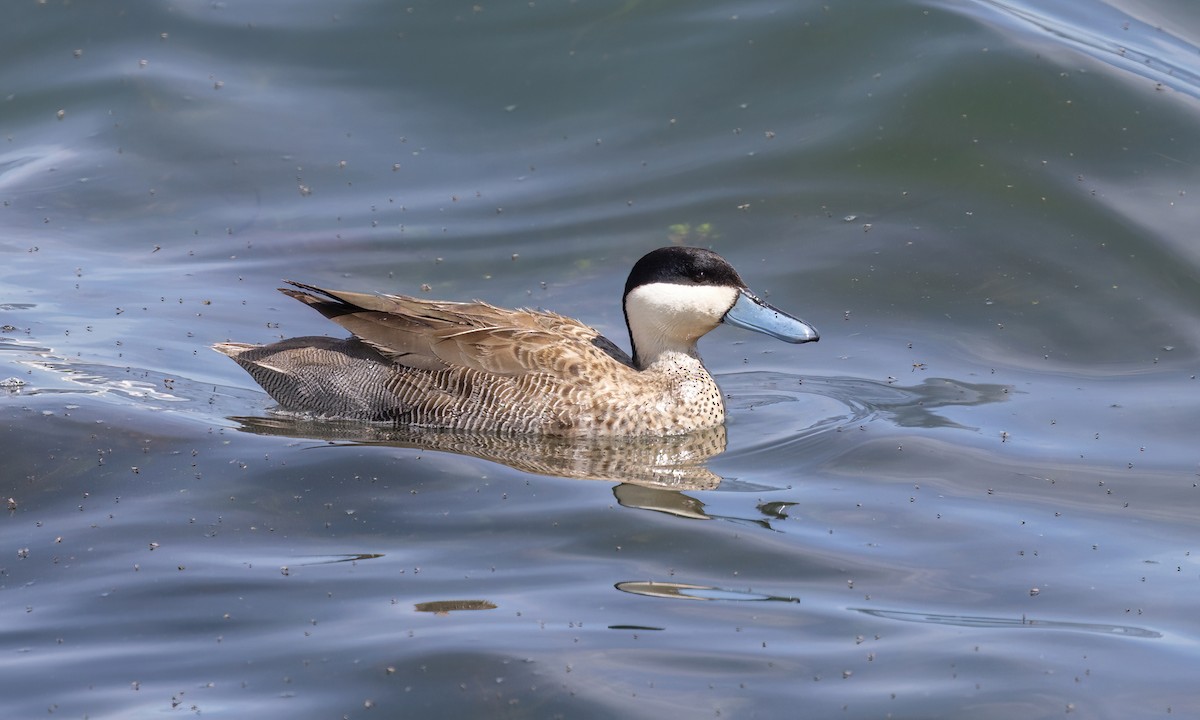 Puna Teal - ML642739691