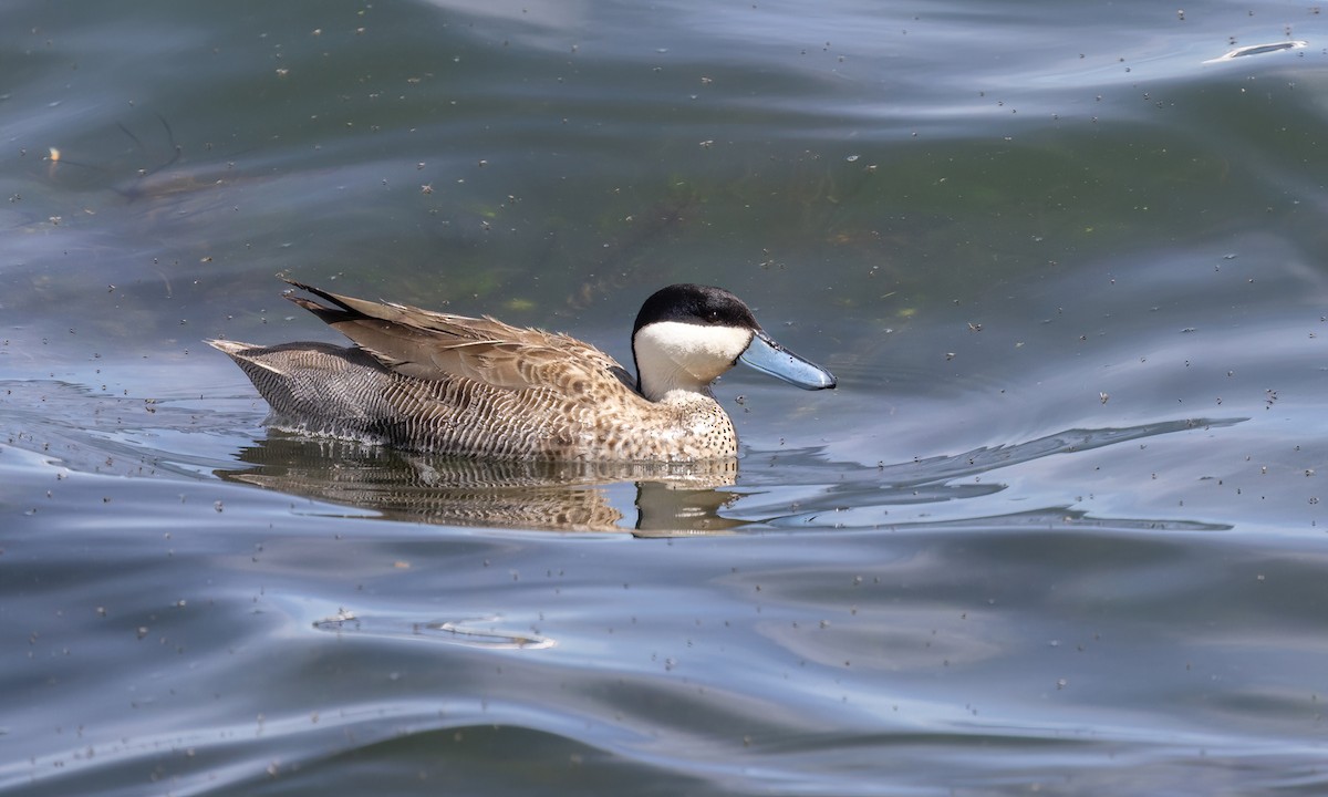 Puna Teal - ML642739693