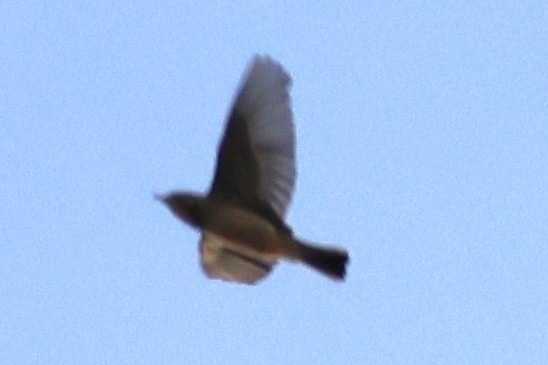 American Pipit - ML642739702