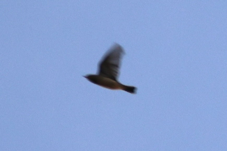 American Pipit - ML642739703
