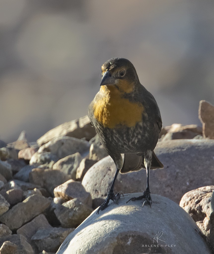 Yellow-headed Blackbird - ML642739704