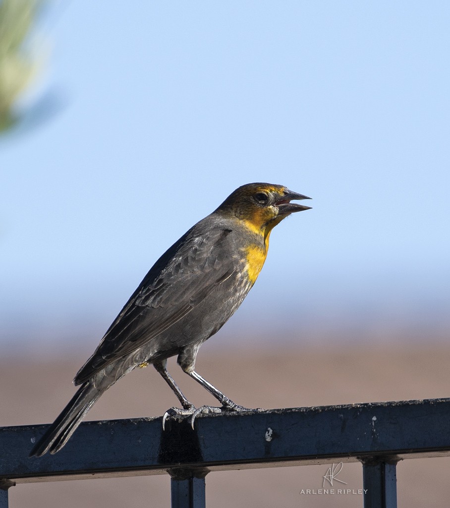 Yellow-headed Blackbird - ML642739720