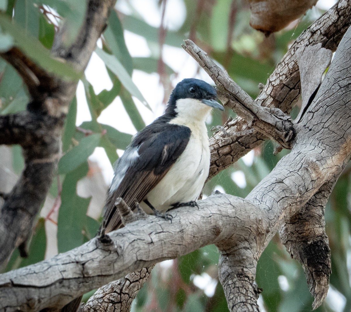 Restless Flycatcher - ML642739724