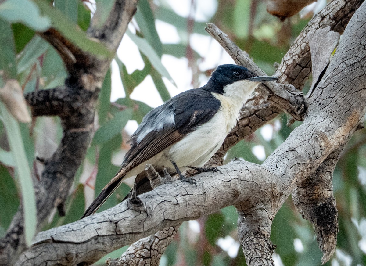Restless Flycatcher - ML642739725