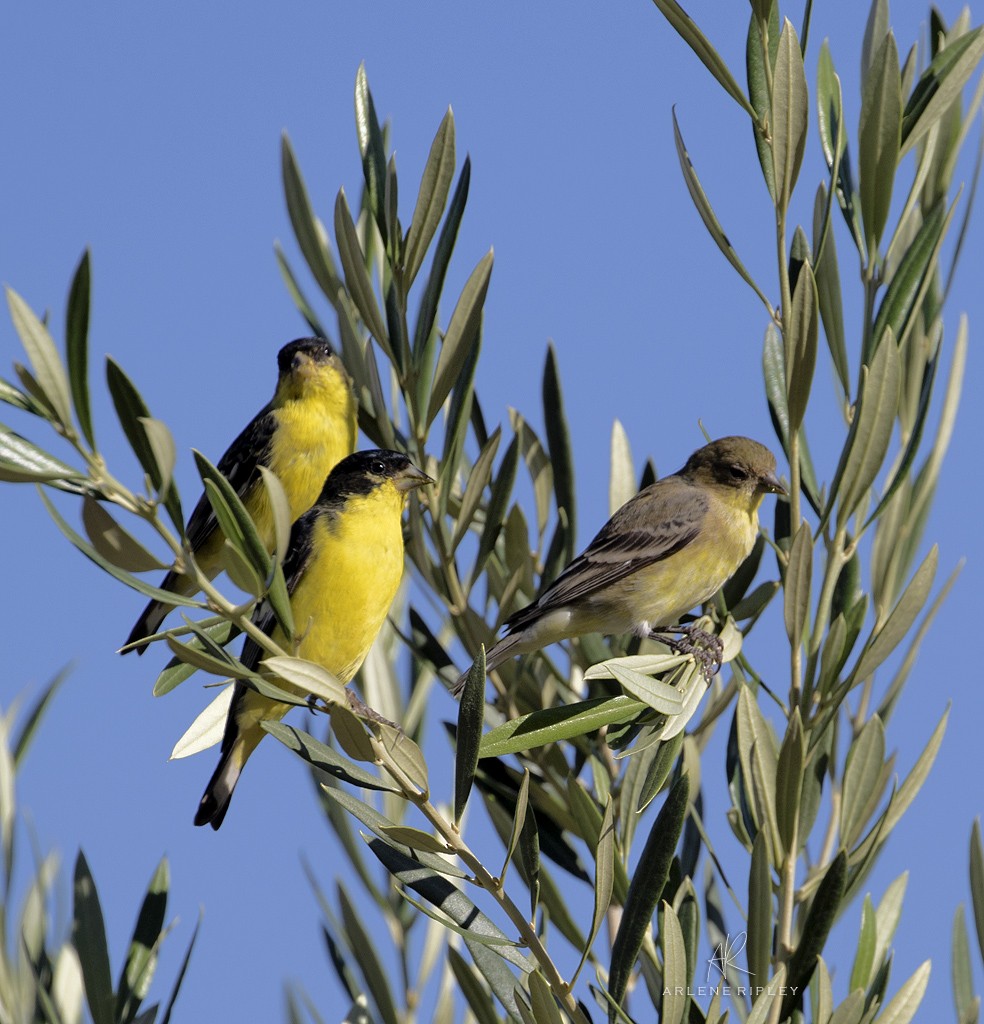Lesser Goldfinch - ML642739729