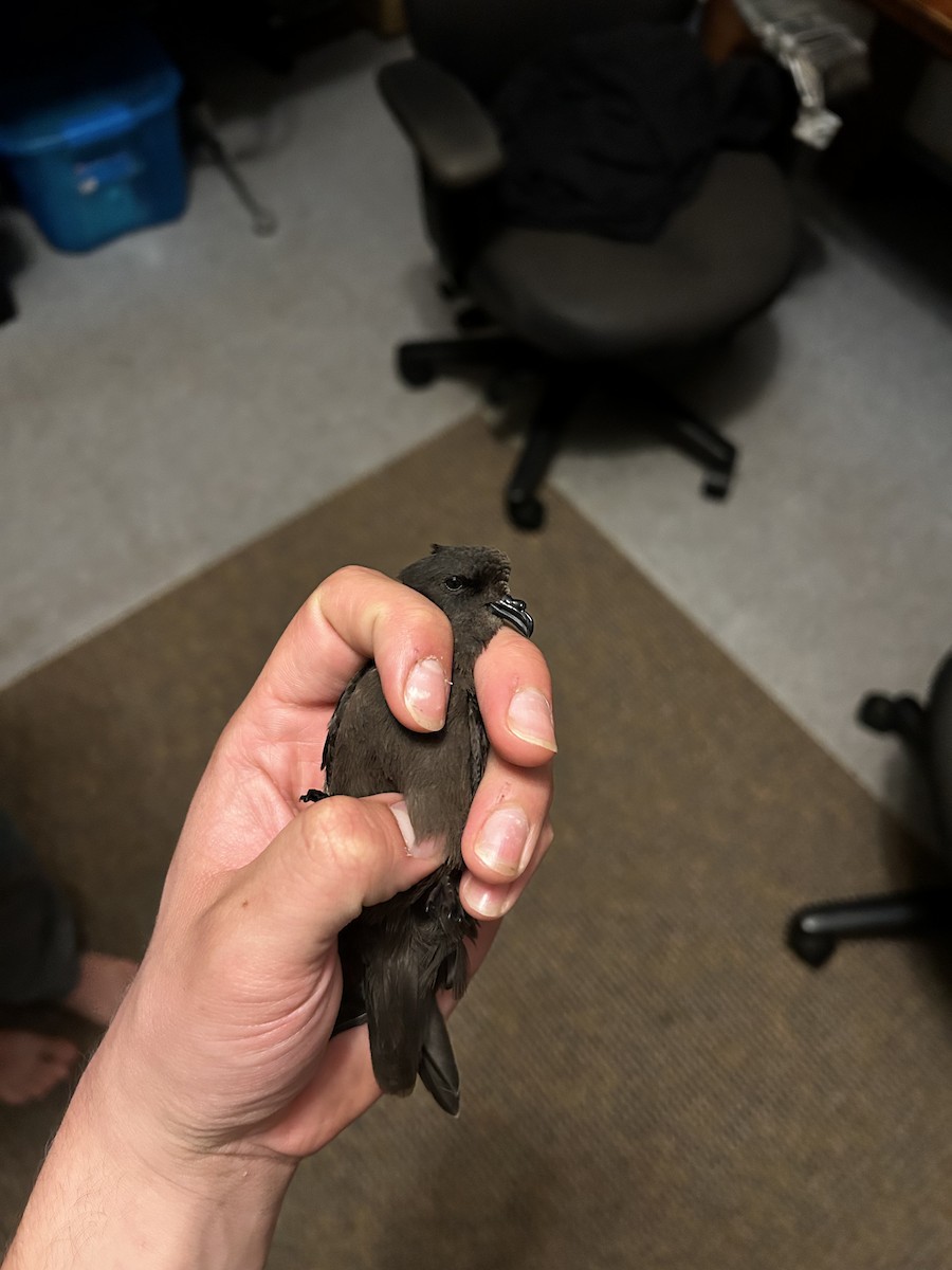 Least Storm-Petrel - ML642739731