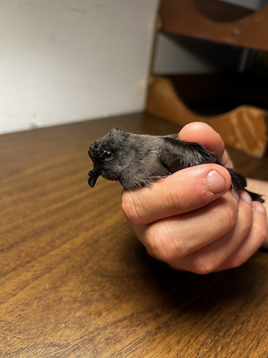 Least Storm-Petrel - ML642739732