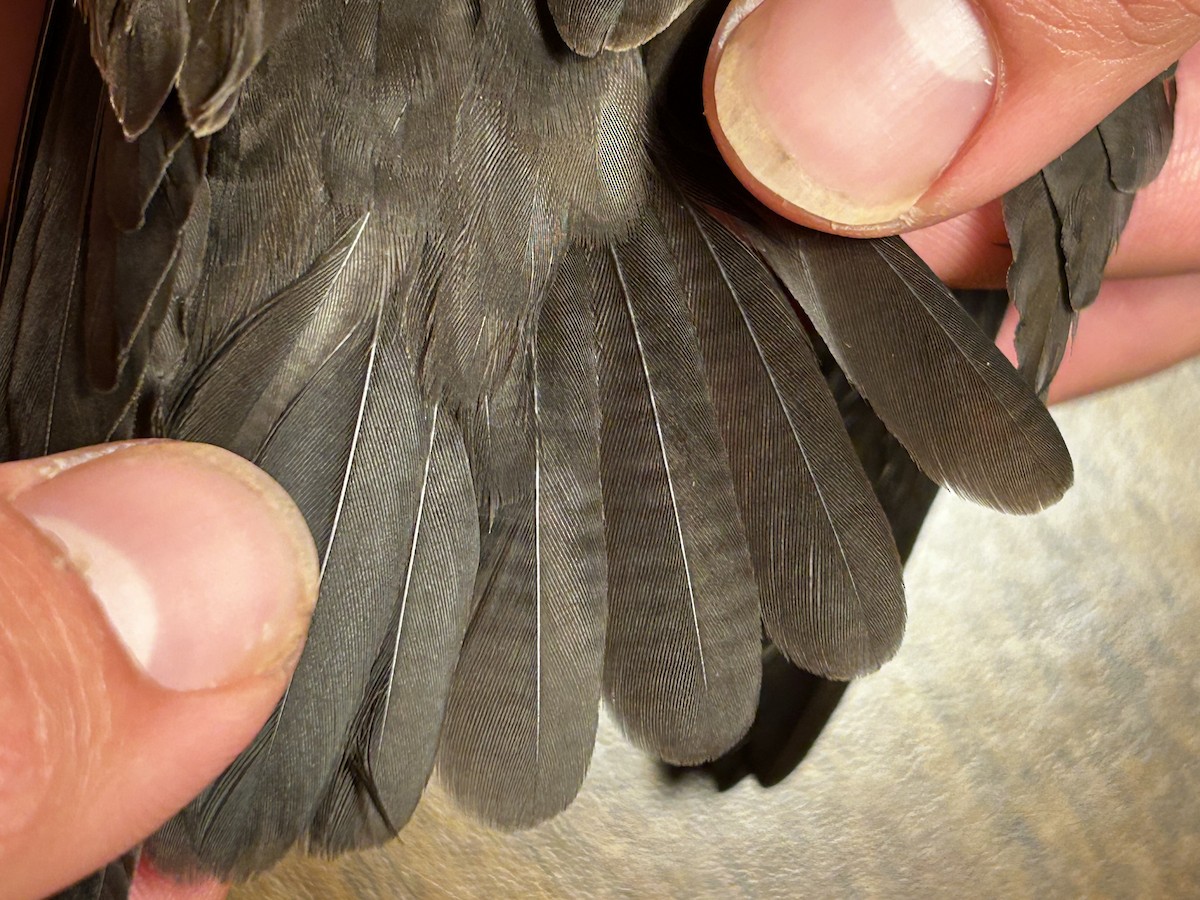Least Storm-Petrel - ML642739733