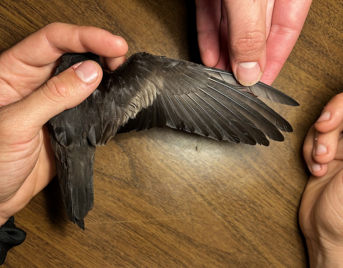 Least Storm-Petrel - ML642739734