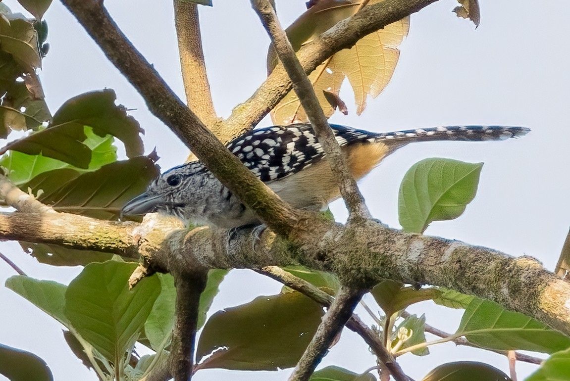 Spot-backed Antshrike - ML642739739