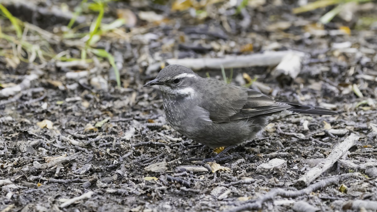 Dark-bellied Cinclodes - ML642739741