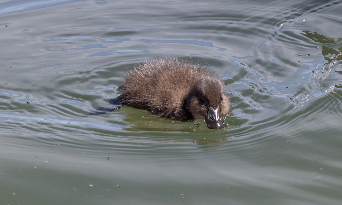 Andean Duck - ML642739748