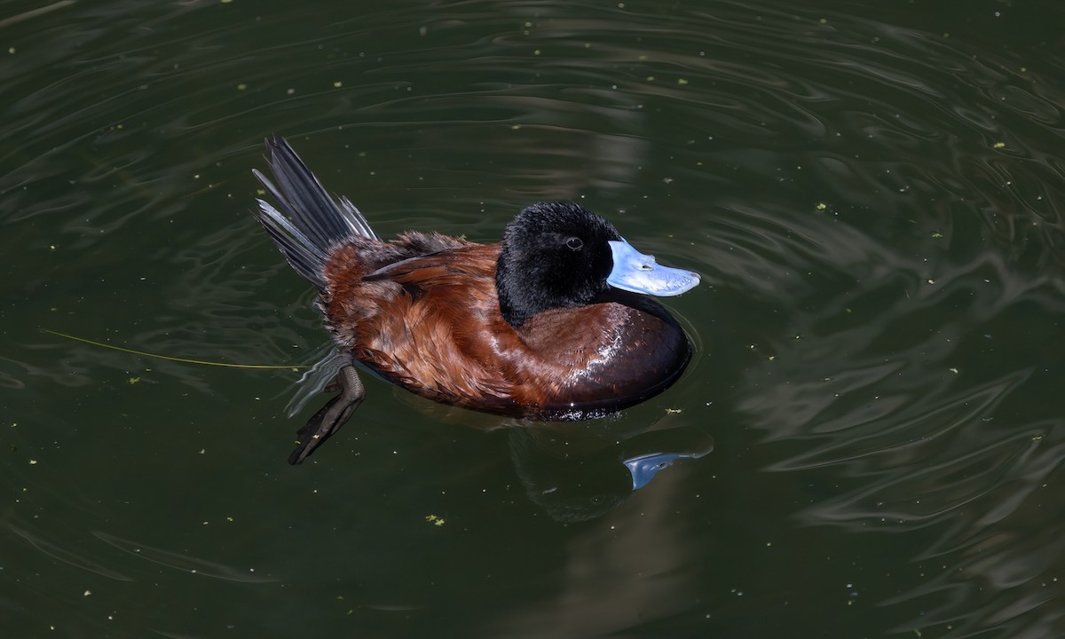 Andean Duck - ML642739750