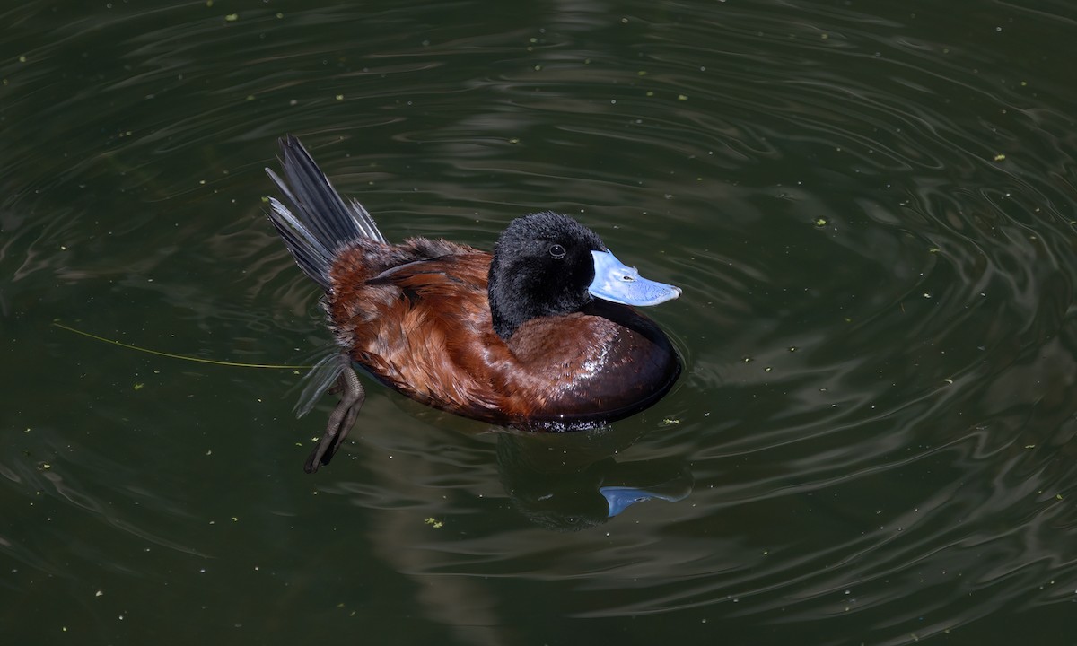 Andean Duck - ML642739751
