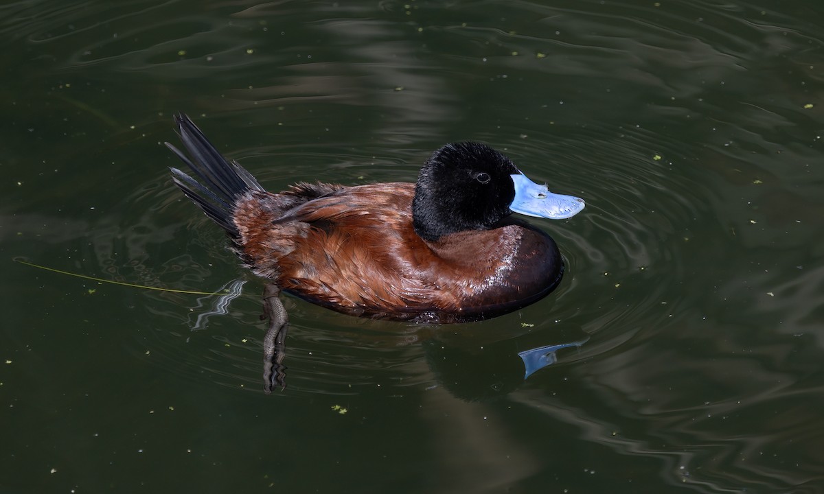 Andean Duck - ML642739752