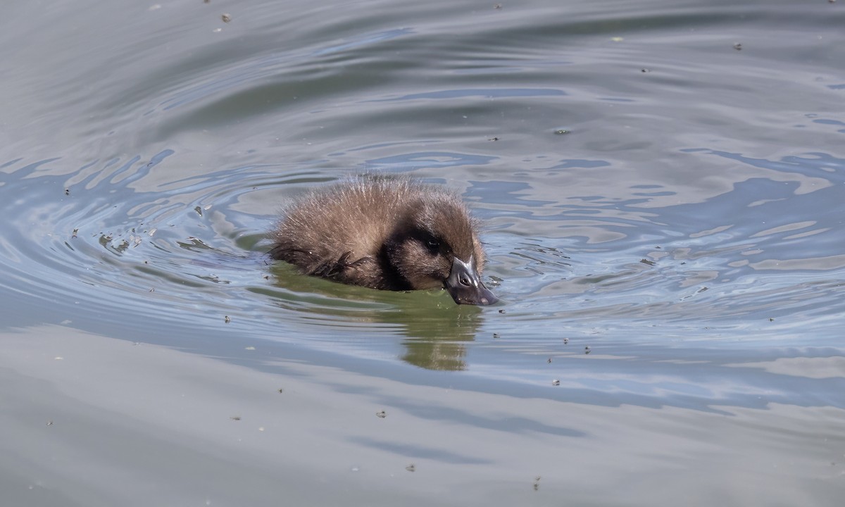 Andean Duck - ML642739753