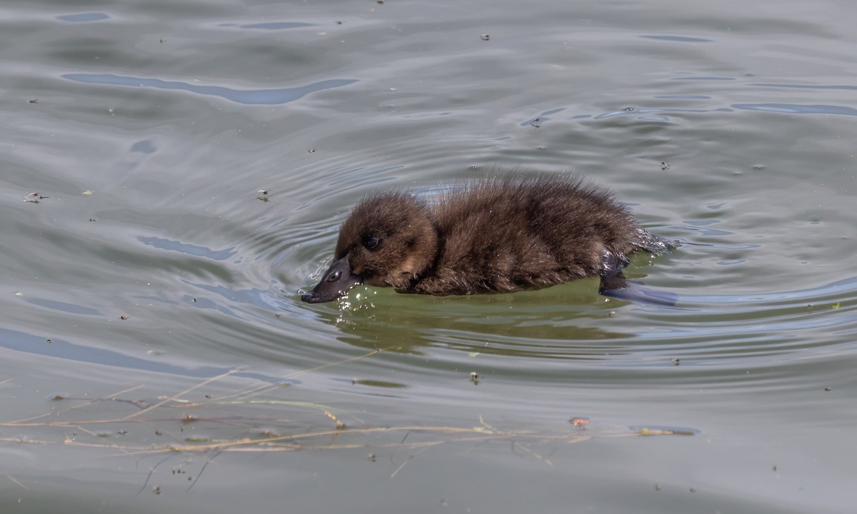 Andean Duck - ML642739754