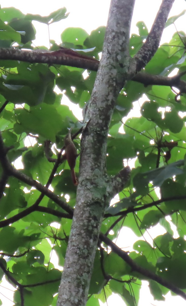 Ivory-billed Woodcreeper - ML642739783
