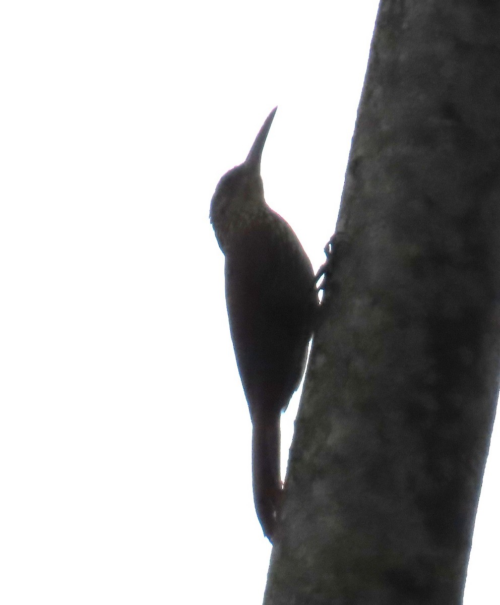 Ivory-billed Woodcreeper - ML642739784