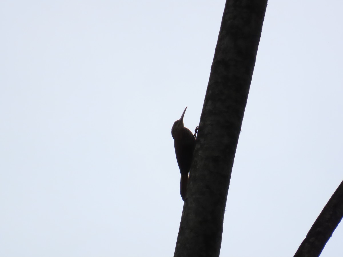 Ivory-billed Woodcreeper - ML642739785