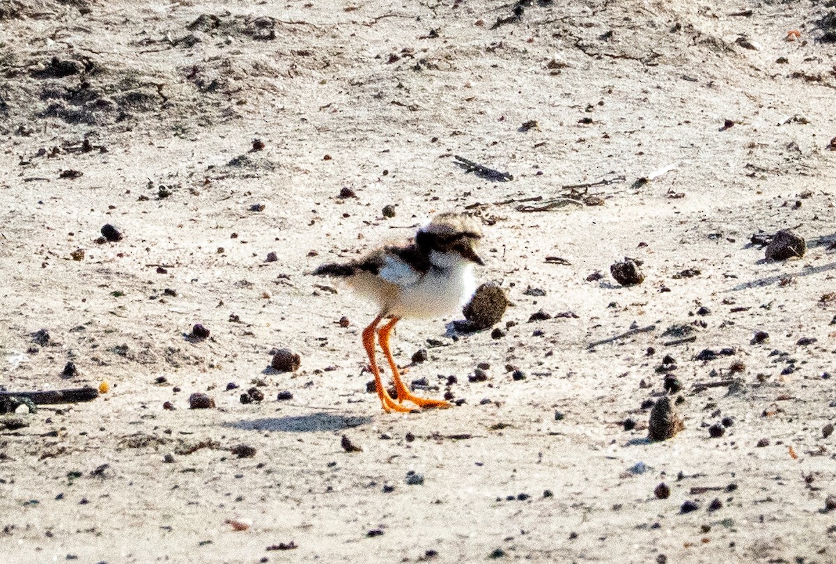 Black-fronted Dotterel - ML642739788